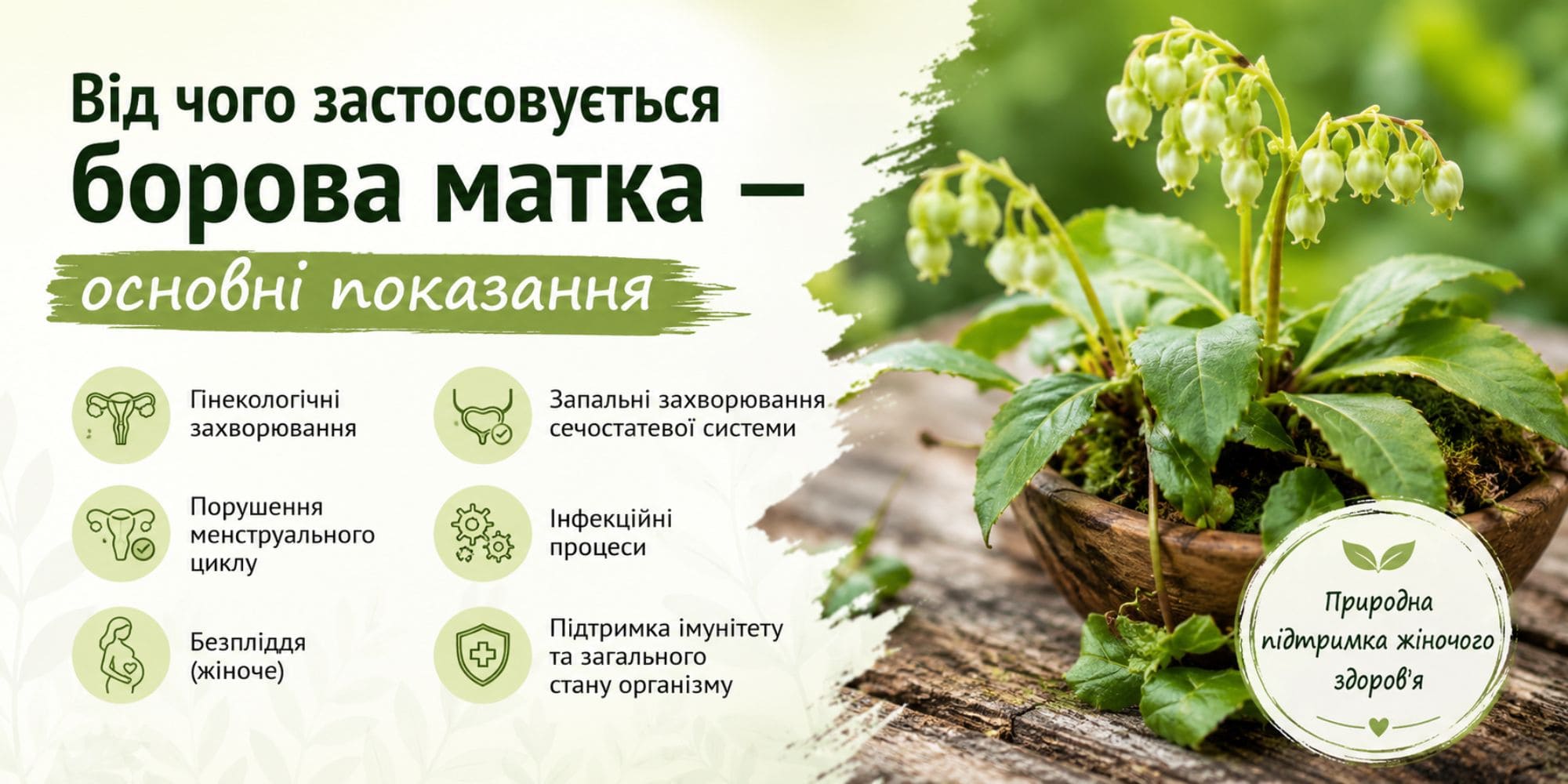 Для чего боровая матка