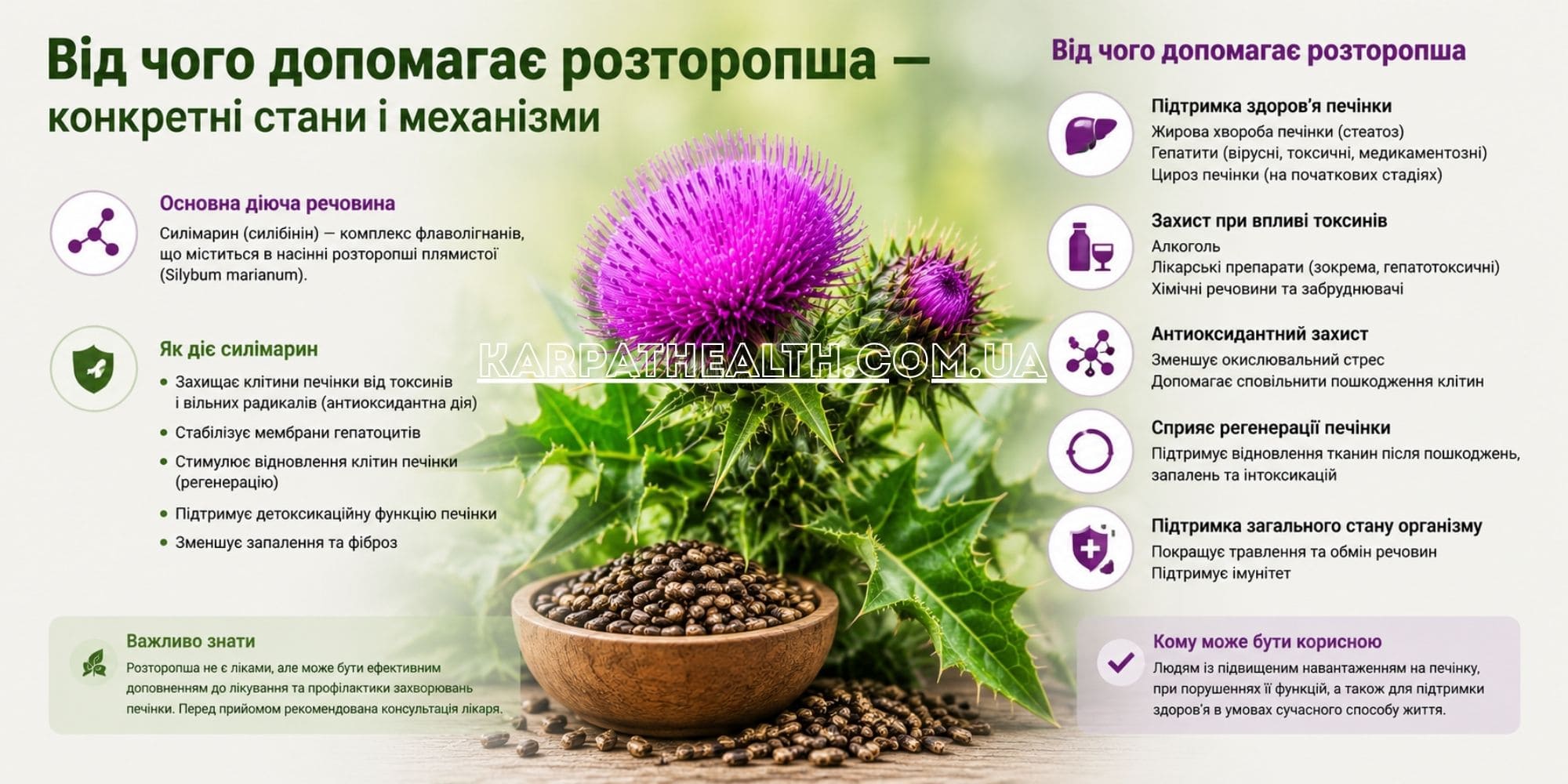 От чего помогает розторопша