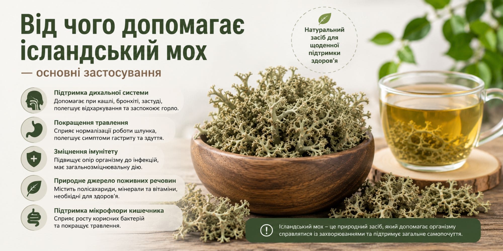 Исландский мох - от чего помогает
